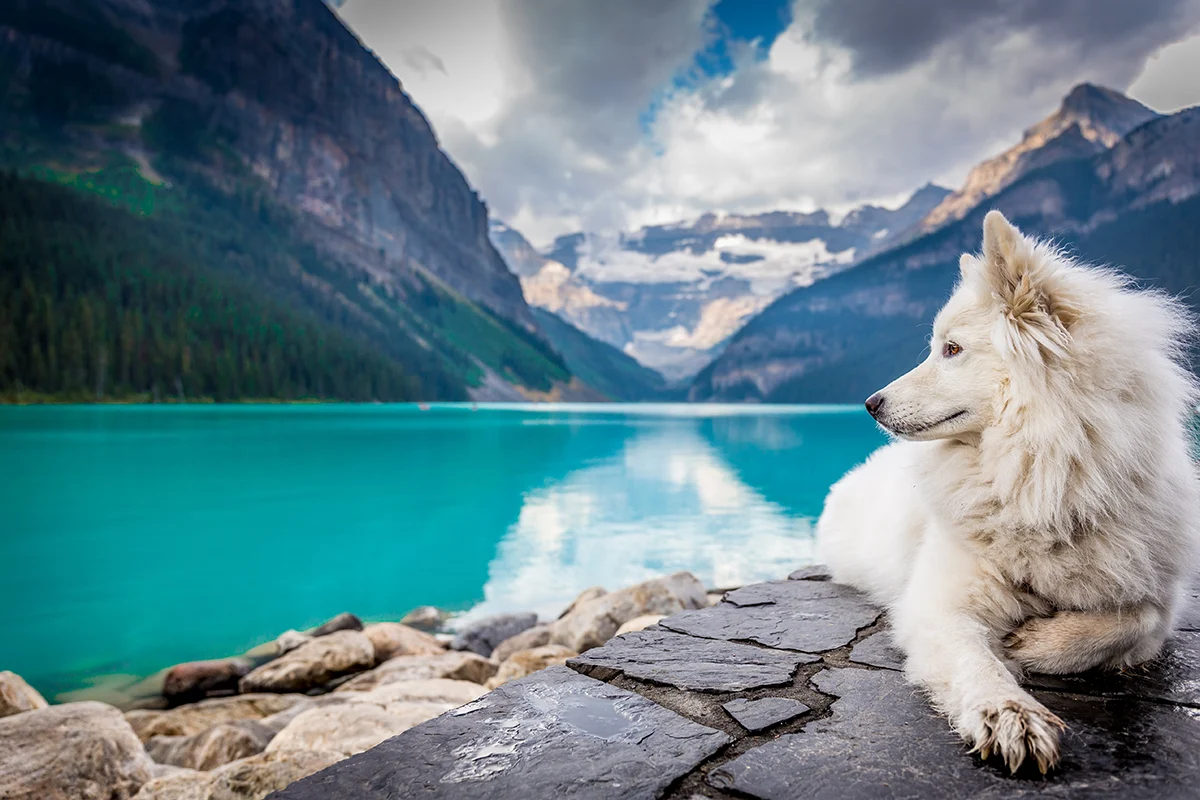 El Perro M S Caro Del Mundo Mas Tasaciones